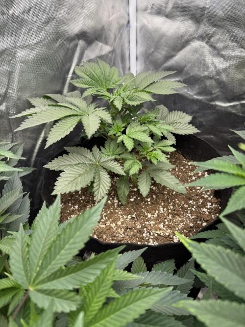 Solfire x Exotic - Variety, Fall 2025. Week 14 - PBB #2