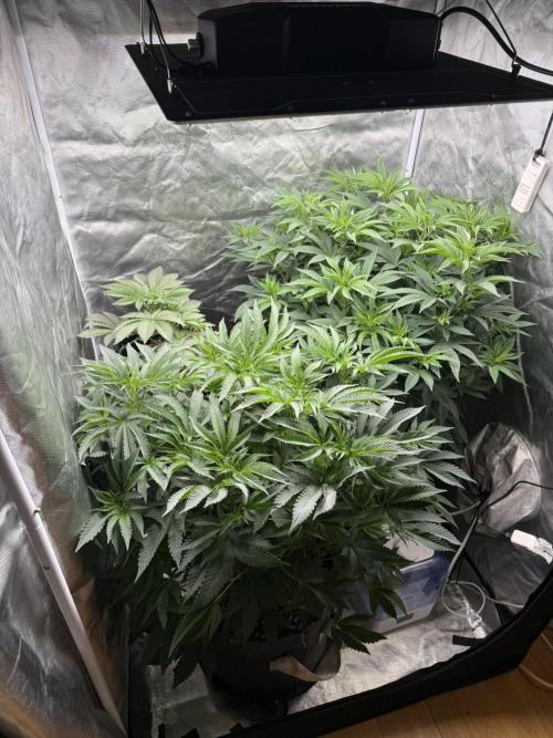 Solfire x Exotic - Variety, Fall 2025. Week 14 - All three!