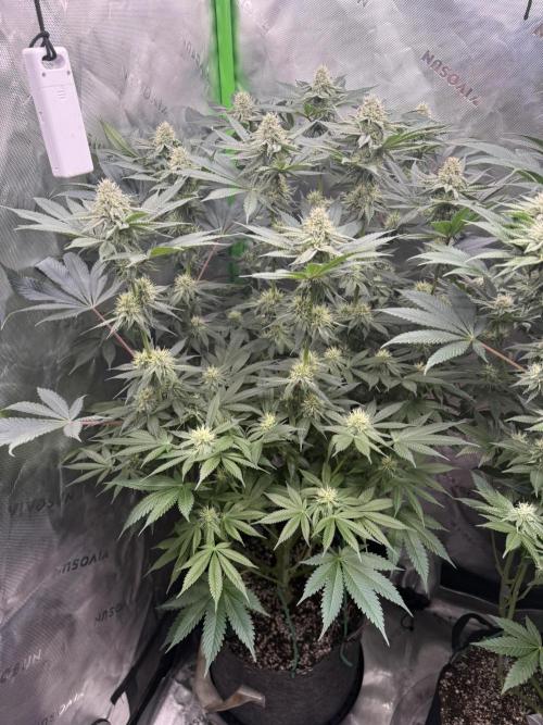 Solfire x Exotic - Variety, Fall 2025. Week 15 - LSxTB#1, 29F