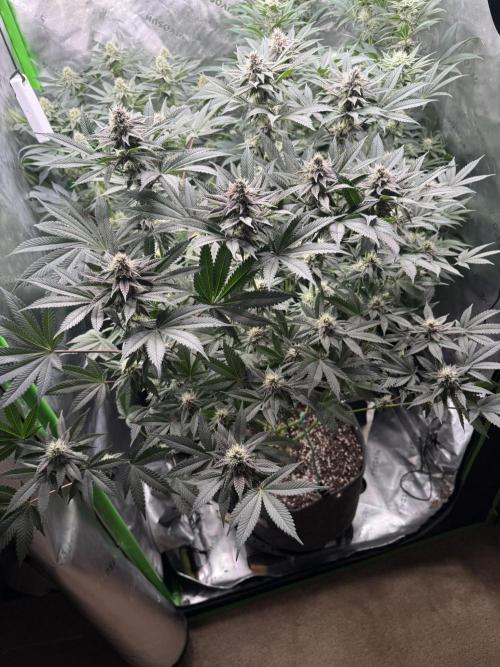 Solfire x Exotic - Variety, Fall 2025. Week 15 - LSxTB#2, 29F