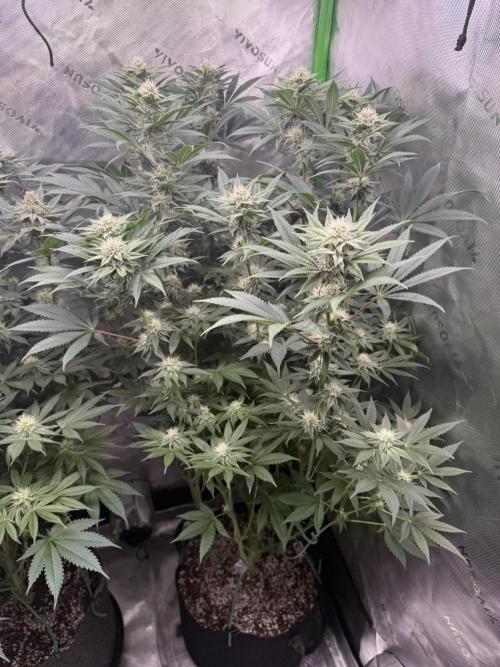 Solfire x Exotic - Variety, Fall 2025. Week 15 - Chemtation, 29F