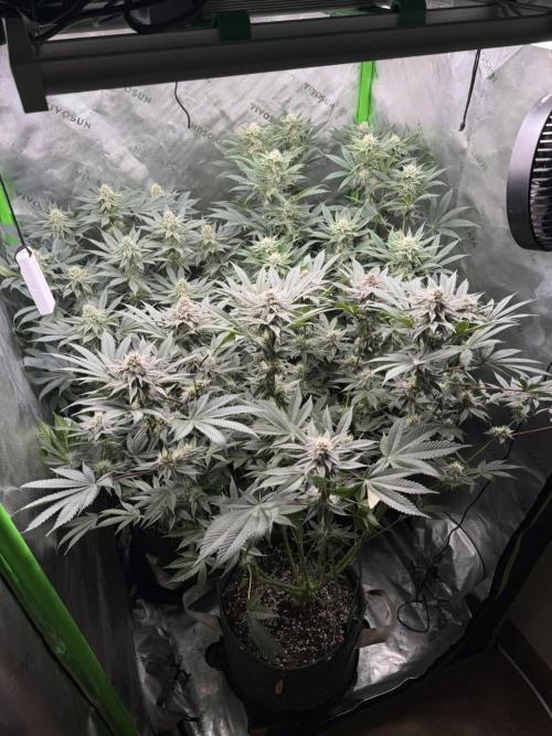 Solfire x Exotic - Variety, Fall 2025. Week 15 - TBs and Chem, 29F