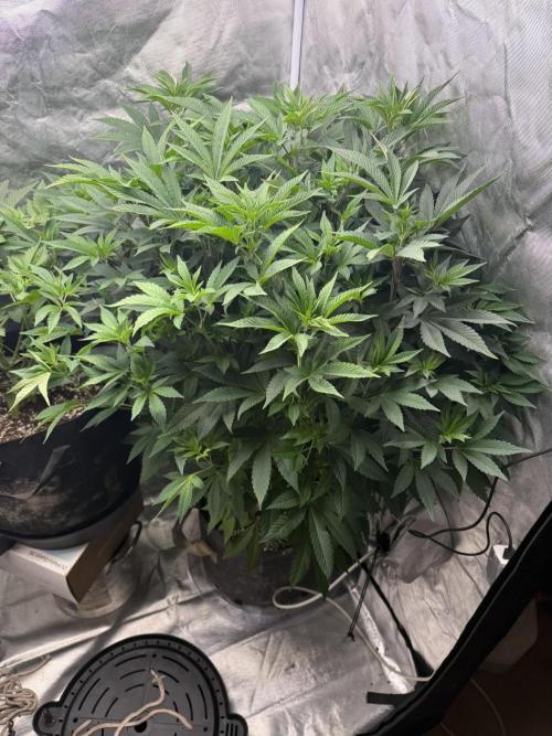Solfire x Exotic - Variety, Fall 2025. Week 15 - Crossed Out #1, 2F