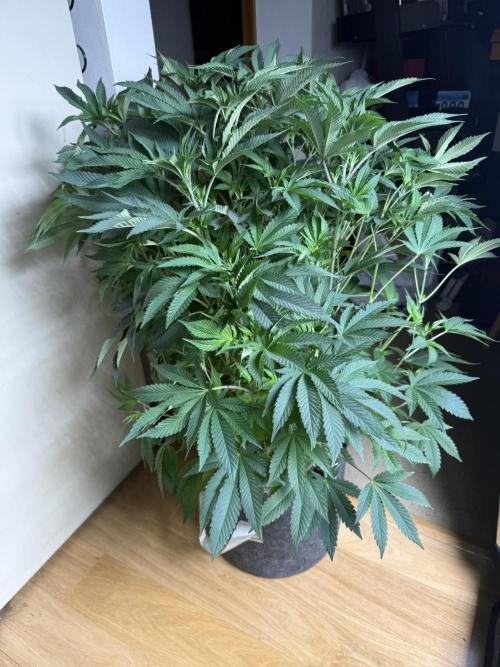 Solfire x Exotic - Variety, Fall 2025. Week 15 - Crossed Out #2, 2F