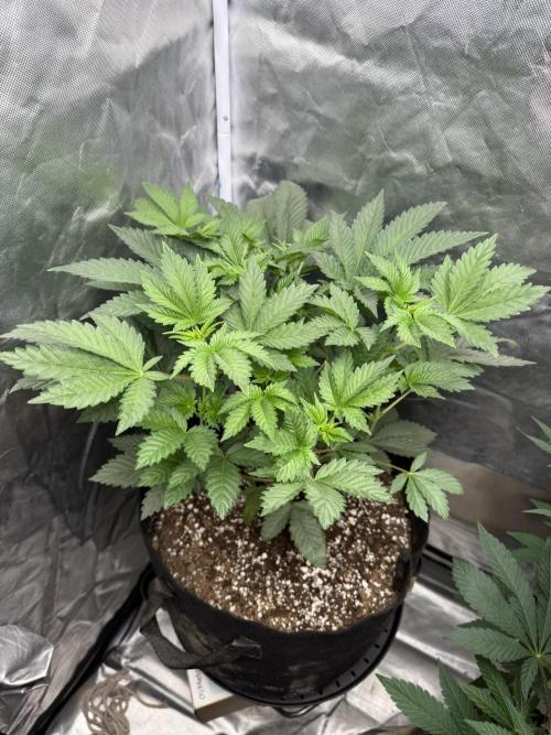 Solfire x Exotic - Variety, Fall 2025. Week 15 - PBB#2, 2F