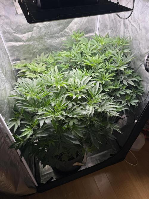 Solfire x Exotic - Variety, Fall 2025. Week 15 - COs and PBB#2, 2F