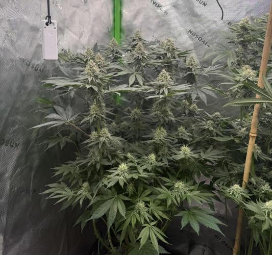 Solfire Variety, Fall/Winter 2025-6. Week 16 - TB#1, 36F