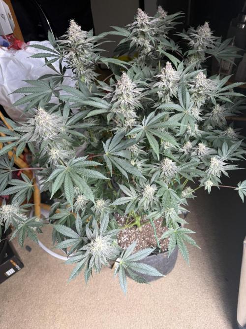 Solfire Variety, Fall/Winter 2025-6. Week 16 - TB#2, 36F