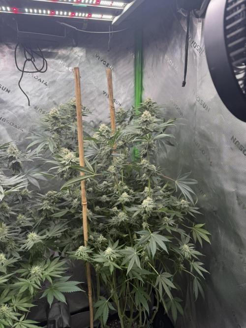 Solfire Variety, Fall/Winter 2025-6. Week 16 - Chemtation, 36F