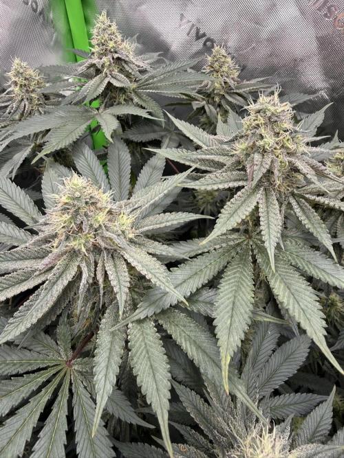 Solfire Variety, Fall/Winter 2025-6. Week 16 - TB#1, 36F