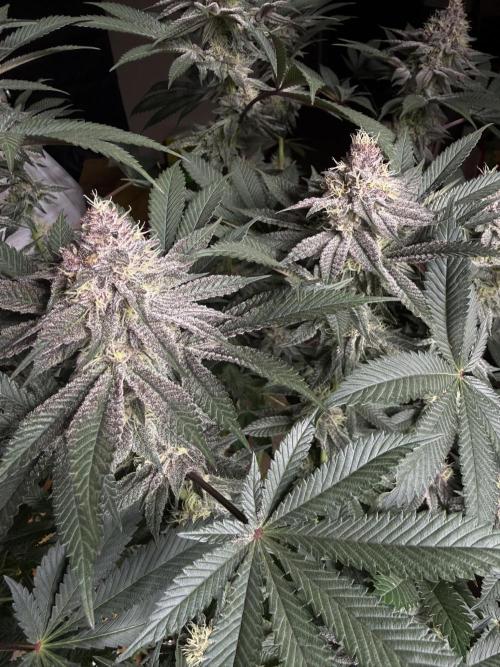 Solfire Variety, Fall/Winter 2025-6. Week 16 - TB#2, 36F