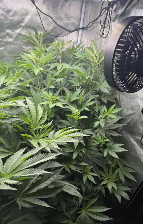 Solfire Variety, Fall/Winter 2025-6. Week 16 - Crossed Out #1, 9F