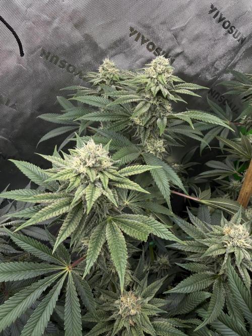 Solfire Variety, Fall/Winter 2025-6. Week 16 - Chem, 36F