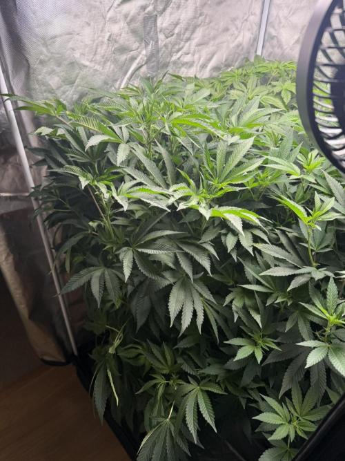 Solfire Variety, Fall/Winter 2025-6. Week 16 - Crossed Out #2, 9F