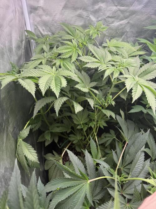 Solfire Variety, Fall/Winter 2025-6. Week 16 - PBB#2, 9F