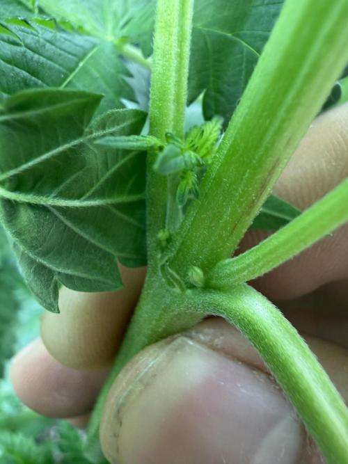 Solfire Variety, Fall/Winter 2025-6. Week 16 - PBB male/herm