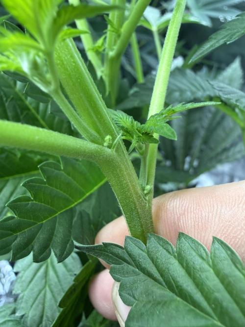 Solfire Variety, Fall/Winter 2025-6. Week 16 - PBB male/herm