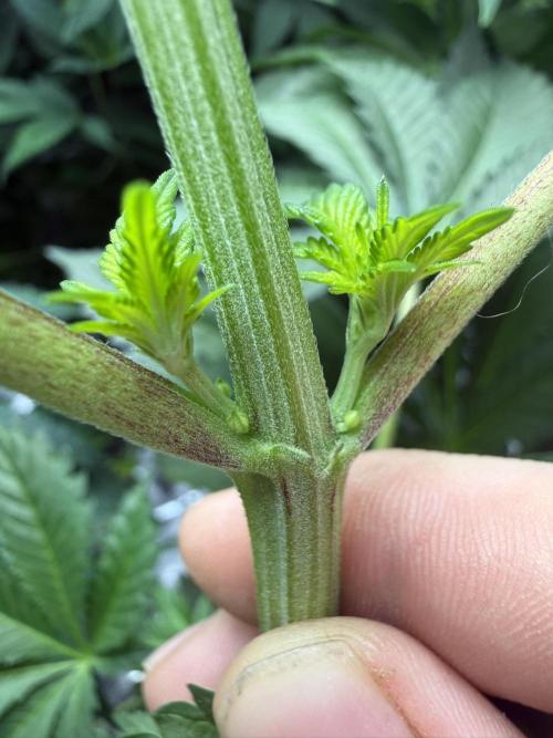 Solfire Variety, Fall/Winter 2025-6. Week 16 - PBB male/herm