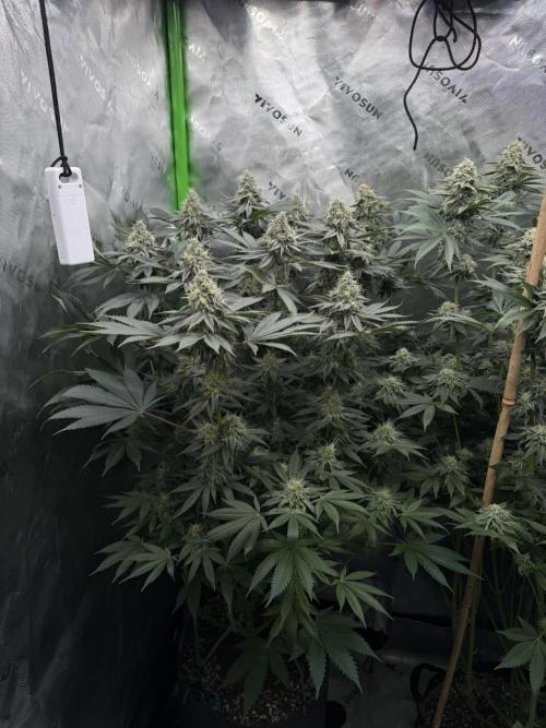 Solfire Variety, Fall/Winter 2025-6. Week 17 - TB#1, 43F