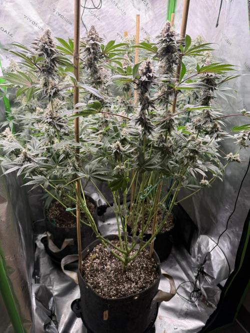 Solfire Variety, Fall/Winter 2025-6. Week 17 - TB#2, 43F