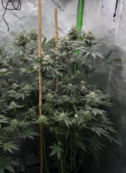 Solfire Variety, Fall/Winter 2025-6. Week 17 - Chemtation, 43F