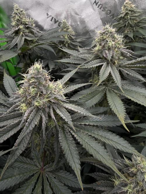 Solfire Variety, Fall/Winter 2025-6. Week 17 - TB#1