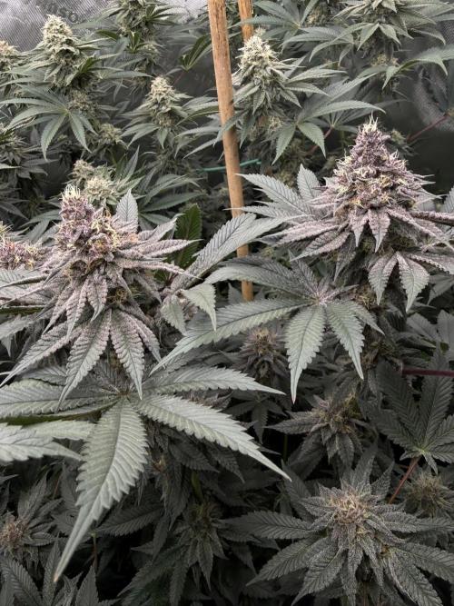 Solfire Variety, Fall/Winter 2025-6. Week 17 - TB#2