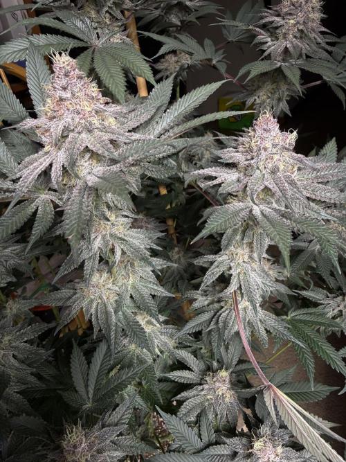 Solfire Variety, Fall/Winter 2025-6. Week 17 - TB#2