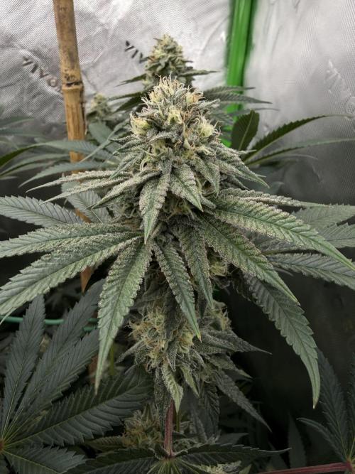 Solfire Variety, Fall/Winter 2025-6. Week 17 - Chem