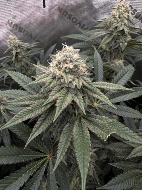 Solfire Variety, Fall/Winter 2025-6. Week 17 - Chem