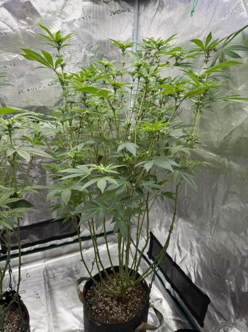 Solfire Variety, Fall/Winter 2025-6. Week 17 - CO#1, 16F