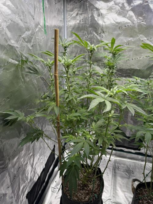 Solfire Variety, Fall/Winter 2025-6. Week 17 - CO#2, 16F