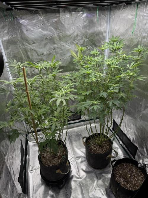 Solfire Variety, Fall/Winter 2025-6. Week 17 - COs, 16F