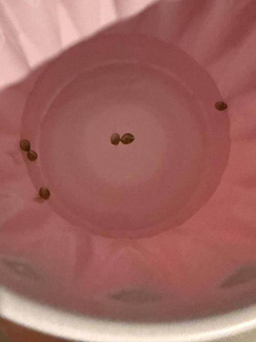 The Don Mega F1 v2 - Solfire. Week 0 - 6x regs