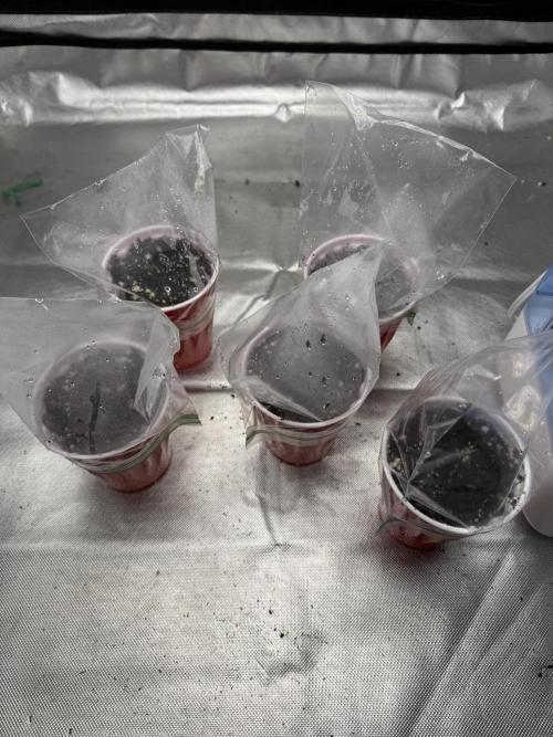 The Don Mega F1 v2 - Solfire. Week 0 - Fifth planted, 1/14