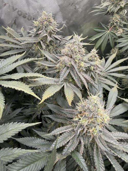 Solfire Variety, Fall/Winter 2025-6. Week 18 - TB#1, 50F