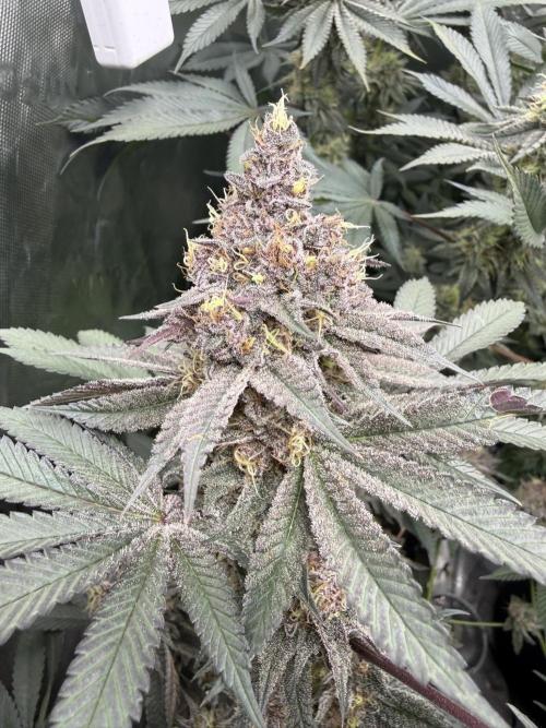 Solfire Variety, Fall/Winter 2025-6. Week 18 - TB#2, 50F