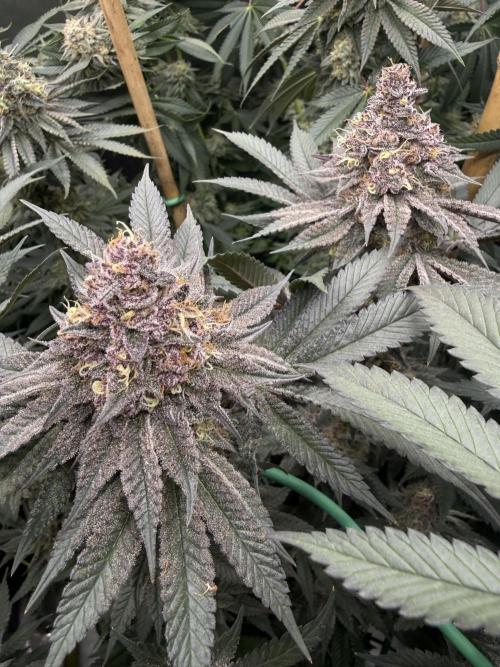 Solfire Variety, Fall/Winter 2025-6. Week 18 - TB#2, 50F