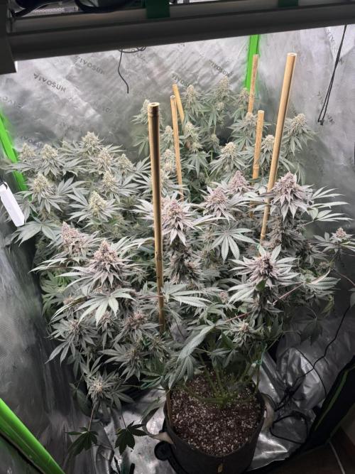 Solfire Variety, Fall/Winter 2025-6. Week 18 - TBs and Chem