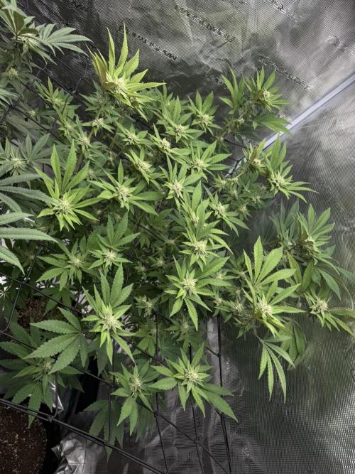 Solfire Variety, Fall/Winter 2025-6. Week 18 - Crossed Out #1, 23F