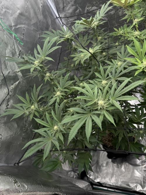 Solfire Variety, Fall/Winter 2025-6. Week 18 - CO #2, 23F