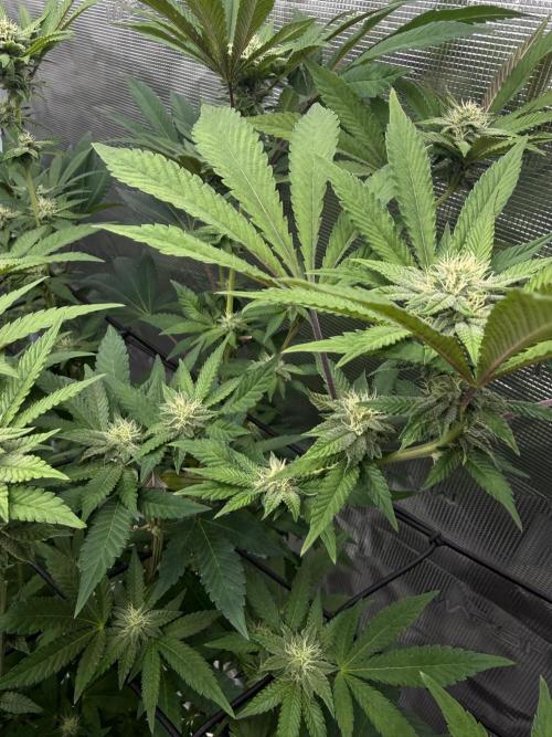 Solfire Variety, Fall/Winter 2025-6. Week 18 - CO#1 bud