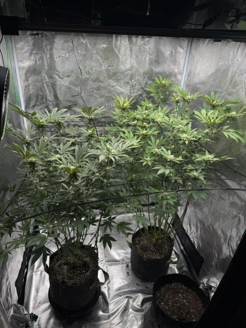 Solfire Variety, Fall/Winter 2025-6. Week 18 - COs, 23F