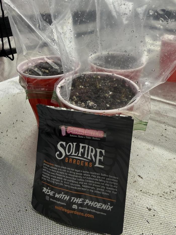 Pink Milk - Solfire. Week 0