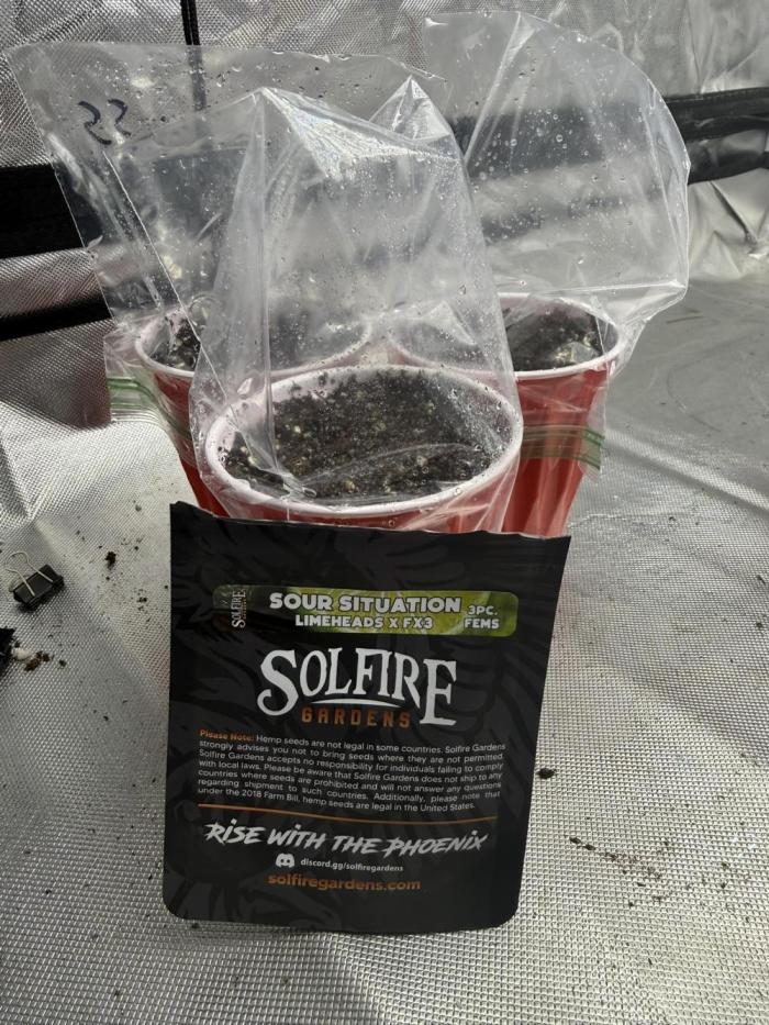 Sour Situation - Solfire. Week 0