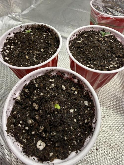 Sour Situation - Solfire. Week 0 - closest is last planted (#3)