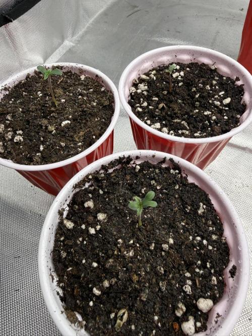 Pink Milk - Solfire. Week 0