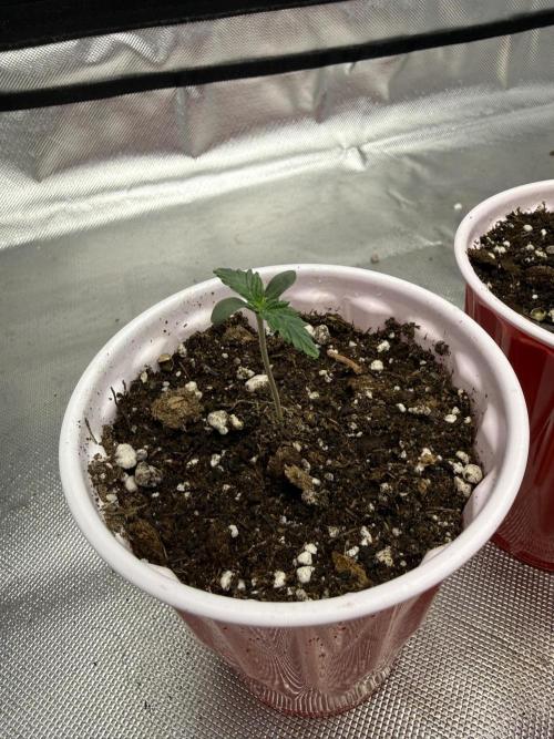 The Don Mega F1 v2 - Solfire. Week 0 - #1, day 4