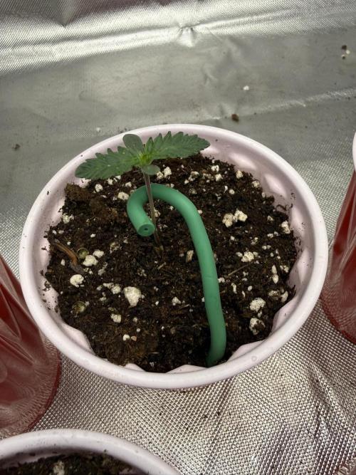 The Don Mega F1 v2 - Solfire. Week 0 - #2, day 4