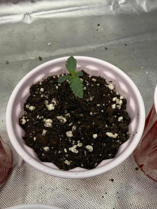 The Don Mega F1 v2 - Solfire. Week 0 - #3, day 4